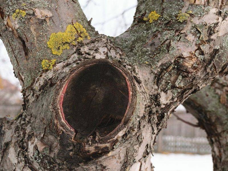 بعد از هرس درخت چه باید کرد