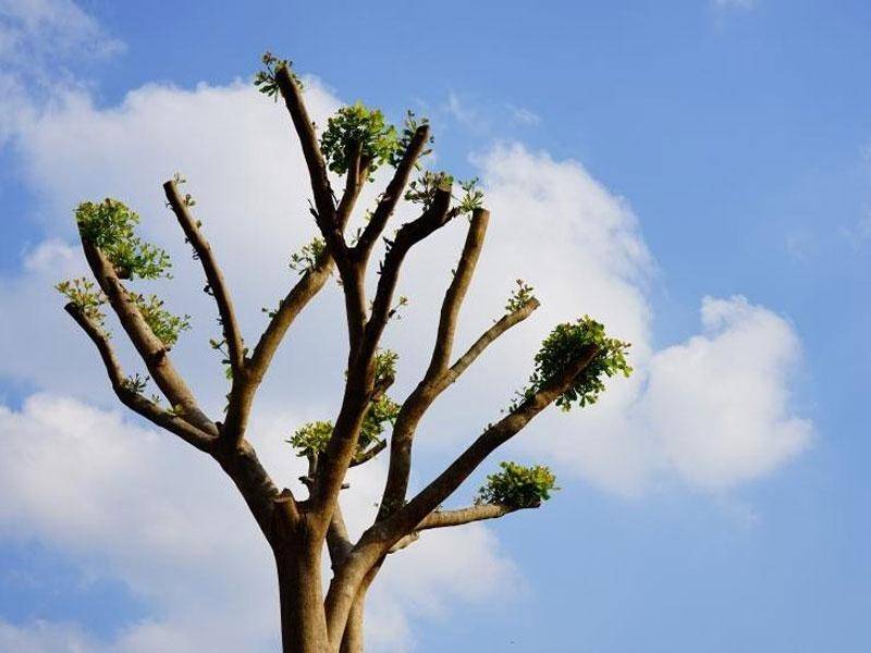 بعد از هرس درخت چه باید کرد