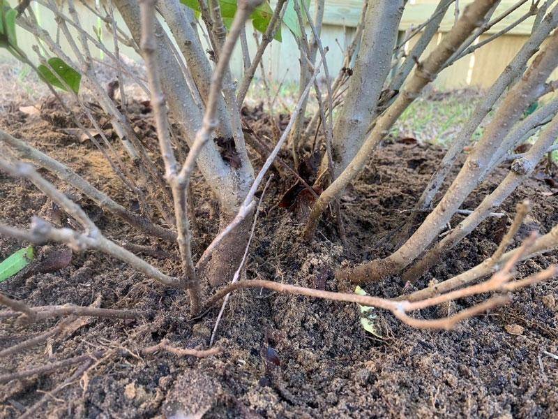 بعد از هرس چه باید کرد