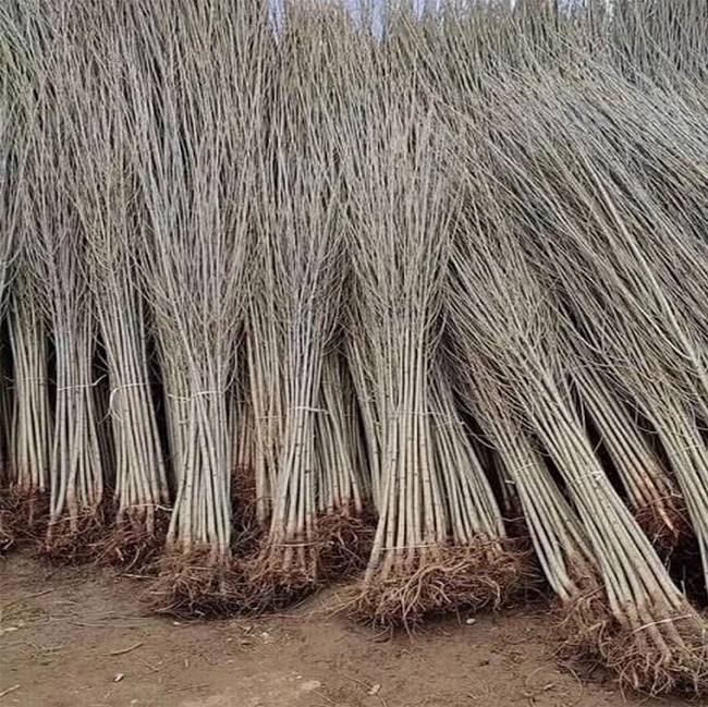 خرید نهال صنوبر یارانهای یکساله با قیمت استثنایی ۷ هزار تومان تا ۳۰ بهمن ماه از نهالستان غرب نهال