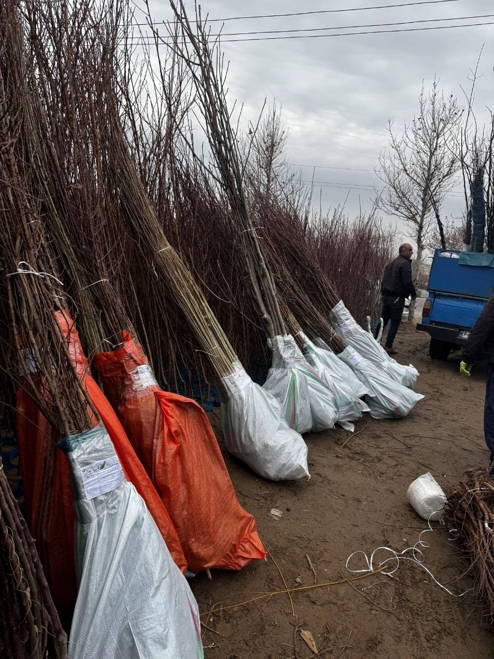 امکان ارسال نهال صنوبر یارانه ای یکساله (نهالستان غرب نهال) به سراسر کشور