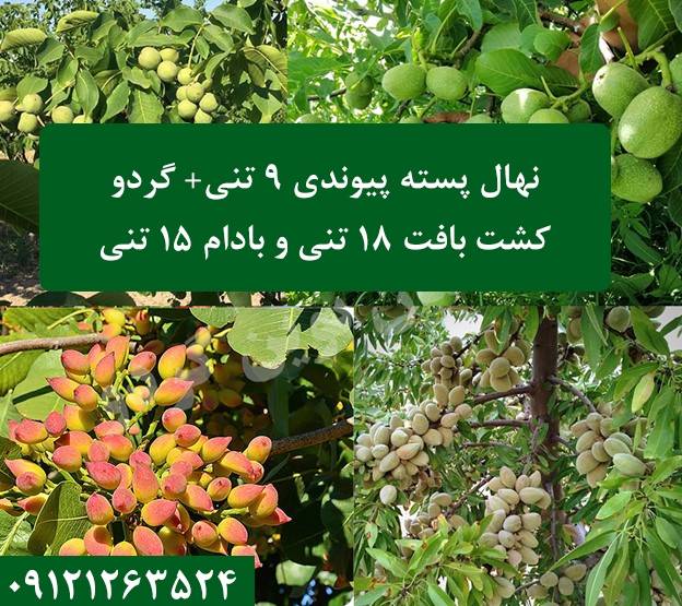 خرید نهال گردو بادام و پسته