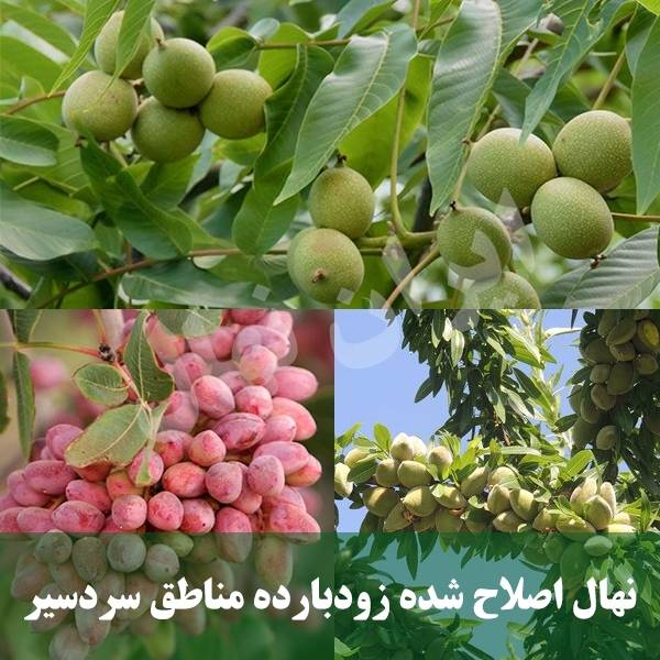 خرید نهال گردو بادام پسته
