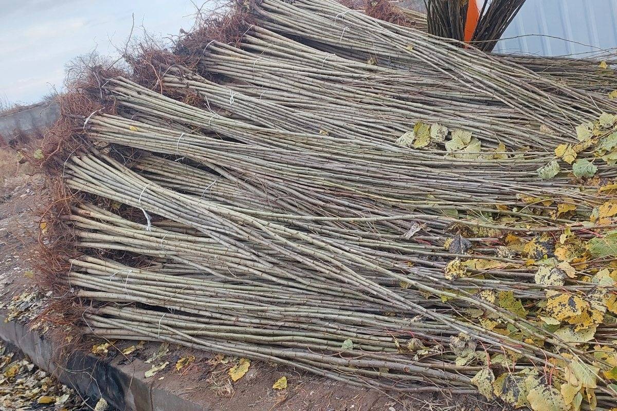 صنوبر نیگرا ترکیه