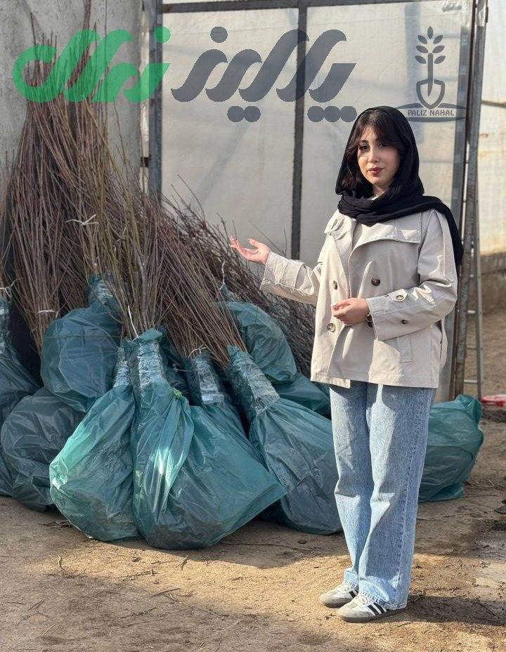 نهالستان پالیز؛ بزرگ‌ترین و برترین تولید کننده نهال در غرب کشور