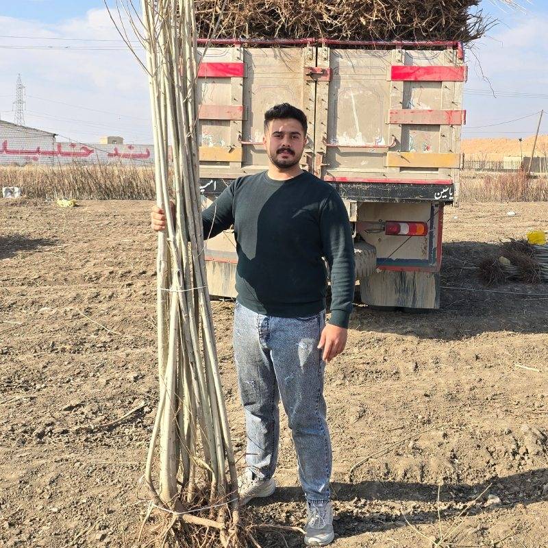 خرید نهال صنوبر