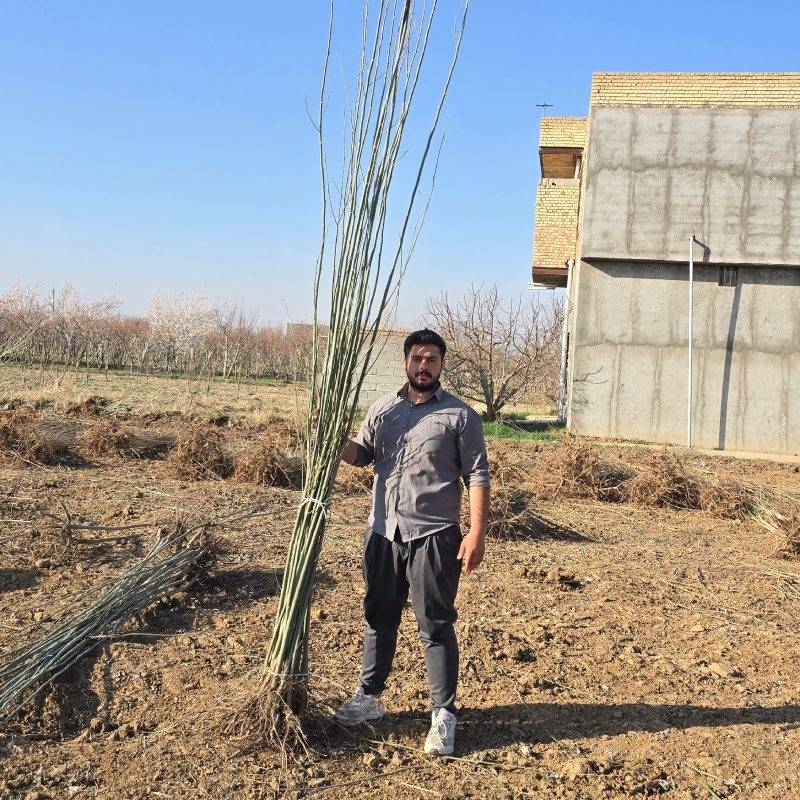 خرید نهال صنوبر نیگرا ترکیه